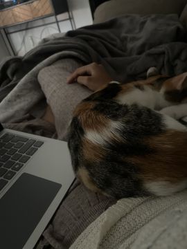 Hotel para Gatos - Animais