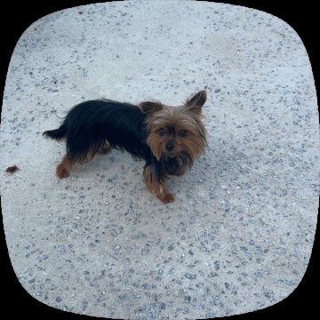Hotel para Cães