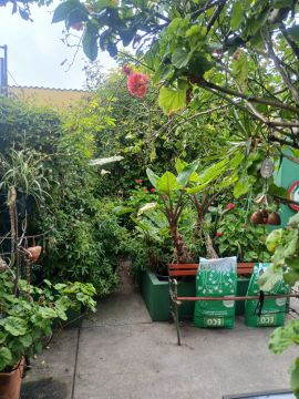 Jardinage et pelouses - Maison