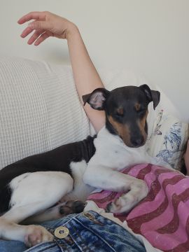 Hotel para Cães