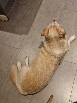 Hotel para Cães