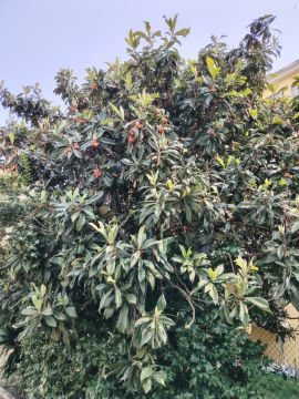 Tree Trimmer - Home Improvements