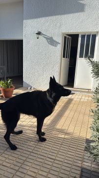 Hotel para Cães
