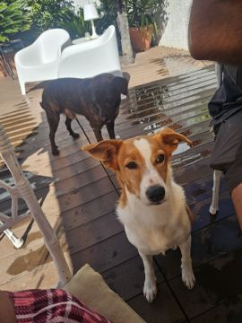 Hotel para Cães