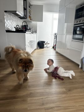 Hotel para Cães