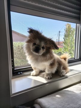 Hotel para Cães