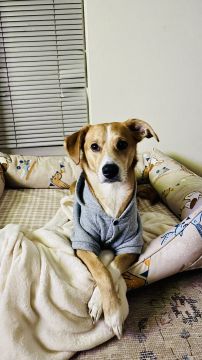 Dog Hotel