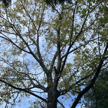 Ivo Silva - Arboricultura - Vila do Conde - Remoção de Tronco de Árvore