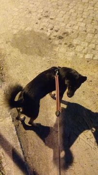 Hotel para Cães