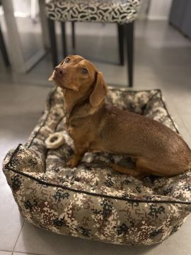 Hotel para Cães