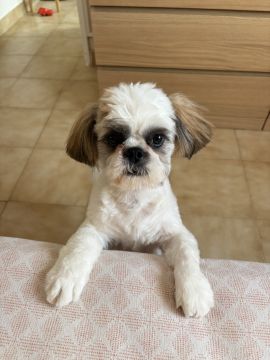 Hotel para Cães