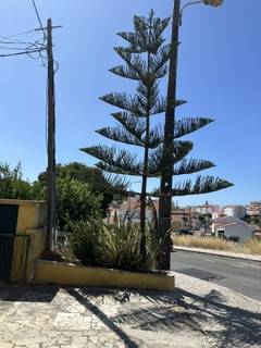 Podador de Árvores