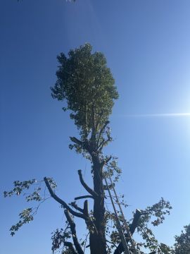 Podador de Árvores