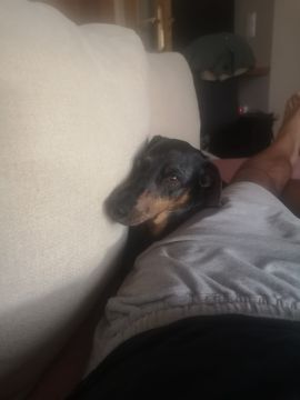 Hospedaje y guarderías de mascotas