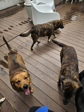 Hotel para Cães