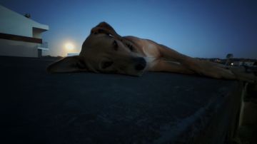 Hotel para Cães