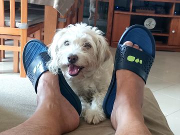 Hotel para Cães