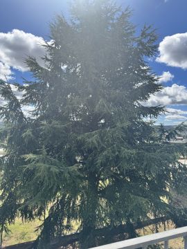 Tree Trimmer