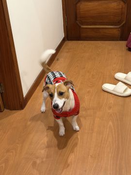 Hotel para Cães