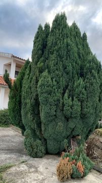 Jardinagem e Relvados - Casa