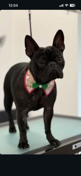 Hotel para Cães