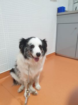 Dog Hotel