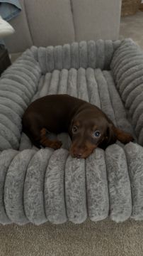 Creche para Cães