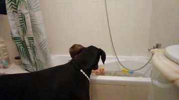 Pet Boarding and Daycare