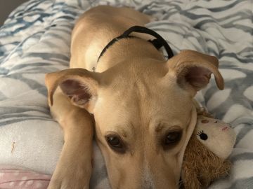 Dog Hotel