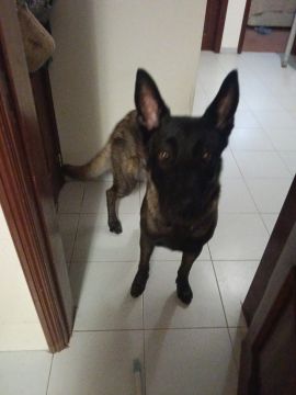 Hotel e Creche para Animais