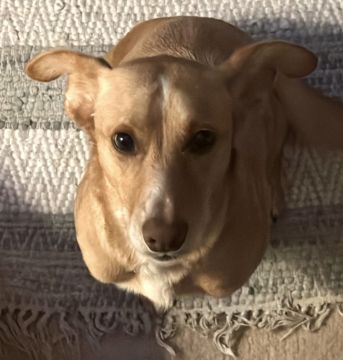 Hotel e Creche para Animais