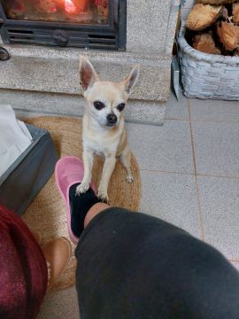 Hotel para Cães