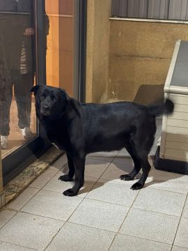 Hundepension