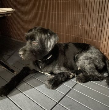 Hotel para Cães