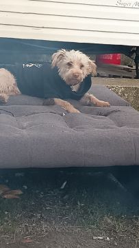 Hotel para Cães