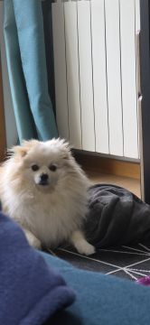 Hotel para Cães