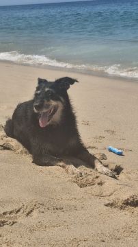 Hotel para Cães