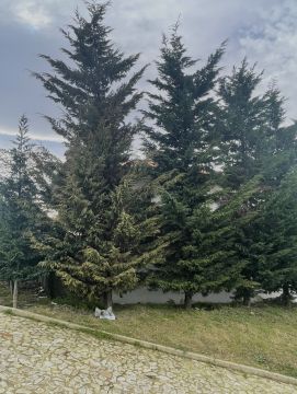 Podador de Árvores