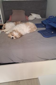 Dog Hotel