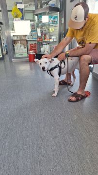 Hotel para Cães - Hotel e Creche para Animais