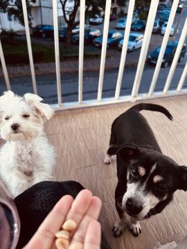 Hotel para Cães