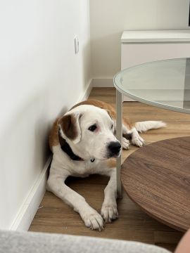 Hotel para Cães