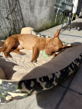 Hotel de Animais de Estimação - Hotel e Creche para Animais