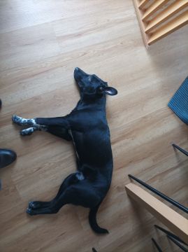 Hotel para Cães