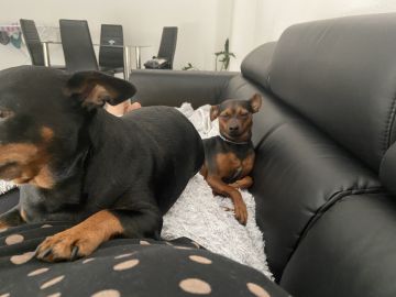 Hotel para Cães