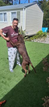 Hotel e Creche para Animais