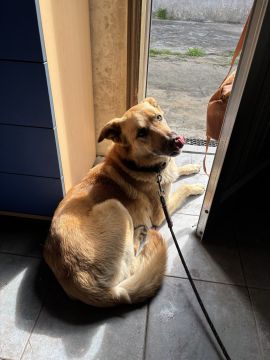 Hotel para Cães