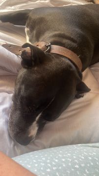 Hotel para Cães