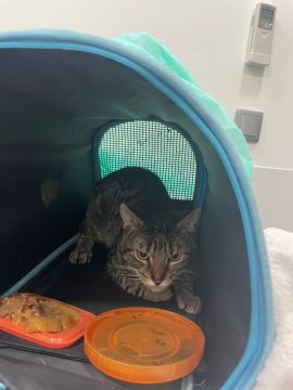 Hotel para Gatos