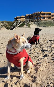 Hotel para Cães